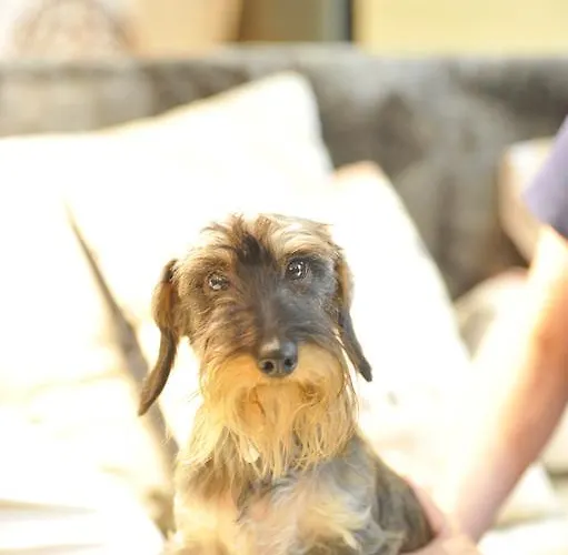 فندق مبيت وإفطار 